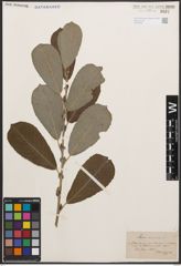 Foto von Salix cinerea L.